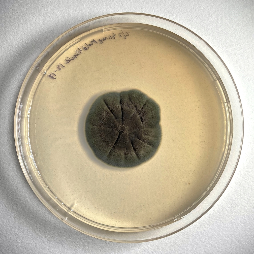 Toxicocladosporium