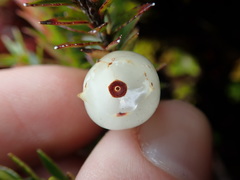 Disterigma empetrifolium