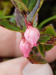 Gaultheria amoena
