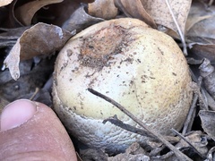 Agaricus