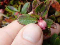 Gaultheria amoena