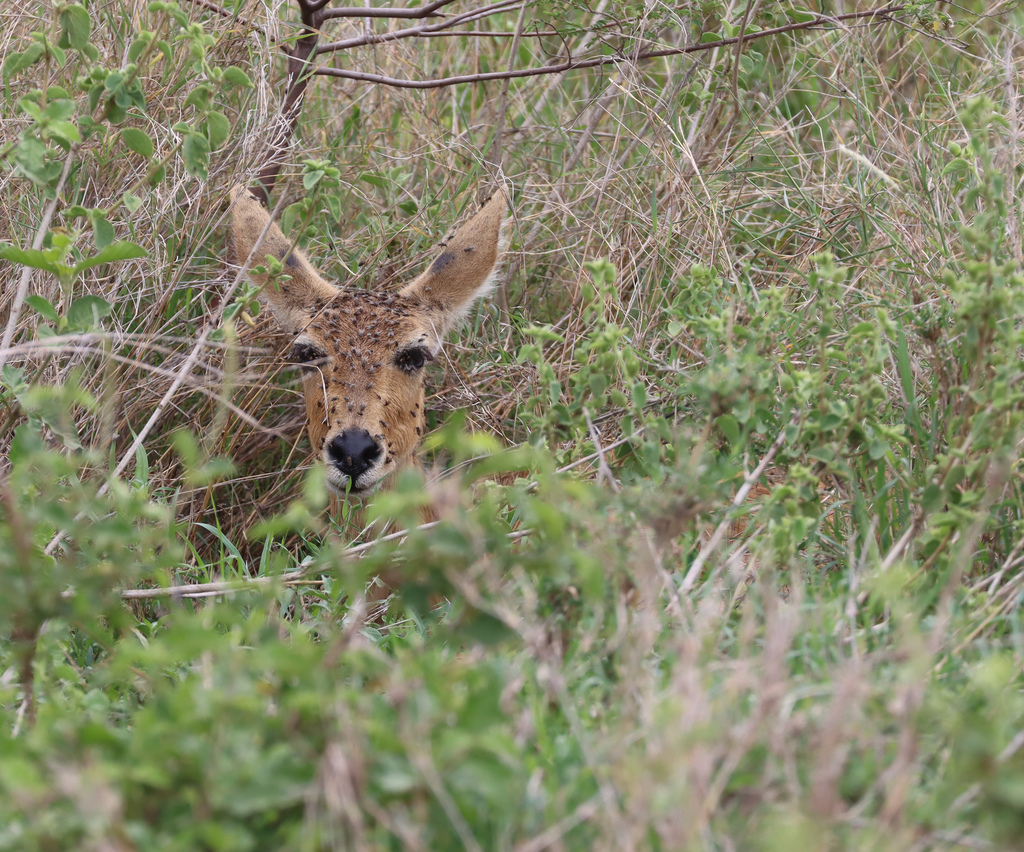 Redunca redunca, Bariadi, Tanzania, by avocat