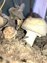 Agaricus