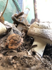 Agaricus