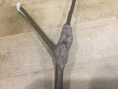 Neolasioptera cornicola