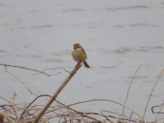 Lanius bucephalus