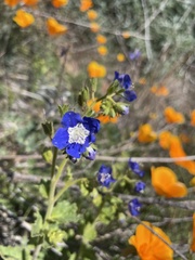 Phacelia viscida viscida