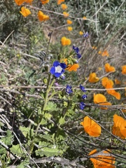 Phacelia viscida viscida