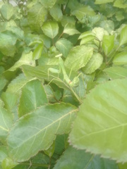 Stagmatoptera femoralis