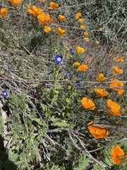 Phacelia viscida viscida