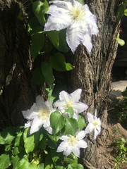 Clematis vitalba