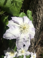 Clematis vitalba