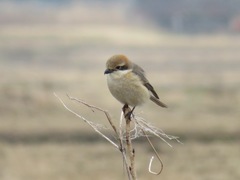 Lanius bucephalus