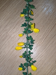 Cytisus arboreus