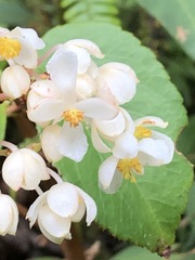 Begonia meridensis