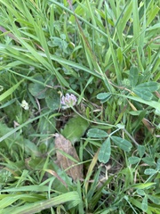 Trifolium bifidum