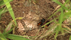 Creightonella