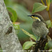 Mangrove Honeyeater - Photo (c) Tom Tarrant, some rights reserved (CC BY-NC-SA)