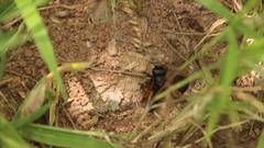Creightonella