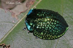 Cyrtonota thalassina