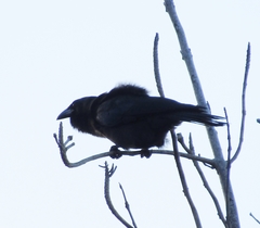 Corvus jamaicensis