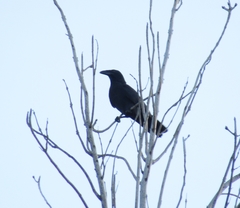 Corvus jamaicensis