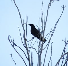Corvus jamaicensis