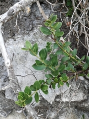 Robsonodendron maritimum
