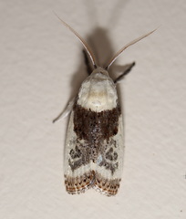 Cryptophasa albacosta