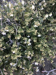 Mirabilis tenuiloba