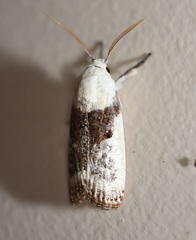 Cryptophasa albacosta