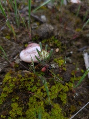 Blennospora drummondii