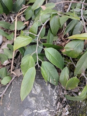 Ficus sarmentosa henryi