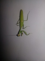 Stagmatoptera femoralis