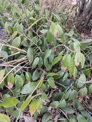 Ficus sarmentosa henryi