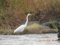 Ardea alba