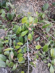 Ficus sarmentosa henryi