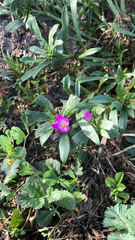 Calandrinia menziesii