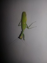 Stagmatoptera femoralis