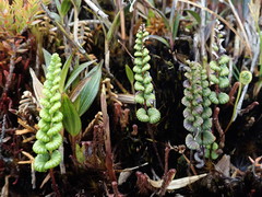 Jamesonia longipetiolata
