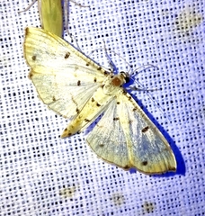 Pycnarmon cribrata