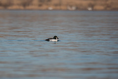Bucephala clangula