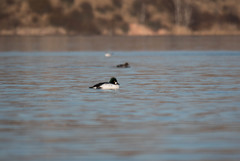 Bucephala clangula