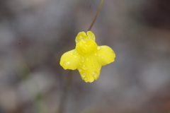 Image of Utricularia subulata