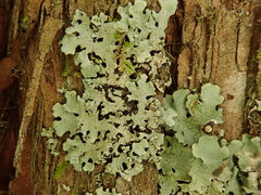 Hypotrachyna spumosa