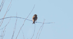 Emberiza calandra