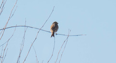 Emberiza calandra
