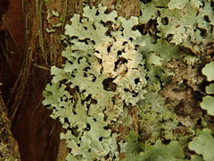 Hypotrachyna spumosa