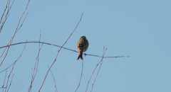 Emberiza calandra