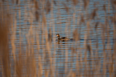 Podiceps cristatus